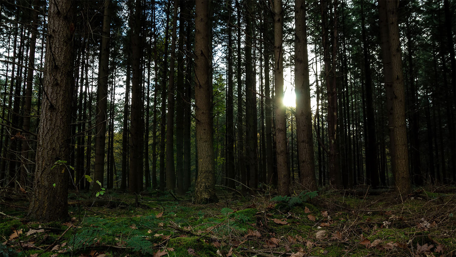 Wandelend de Brabantse Wal verkennen met Komoot