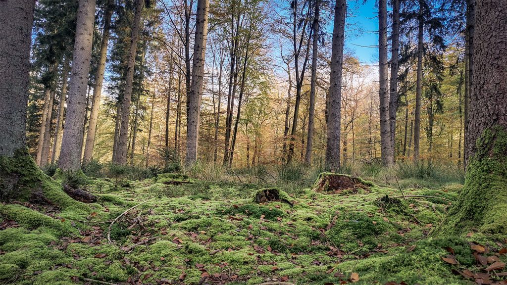 Herfstavonturen in de Ardennen: natuur, actie en relaxen