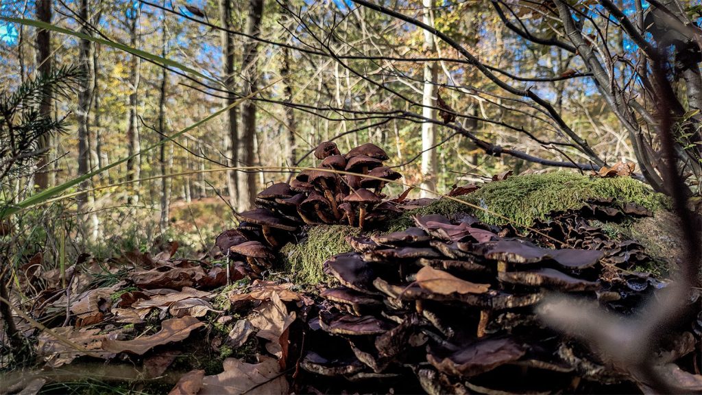 Herfstavonturen in de Ardennen: natuur, actie en relaxen